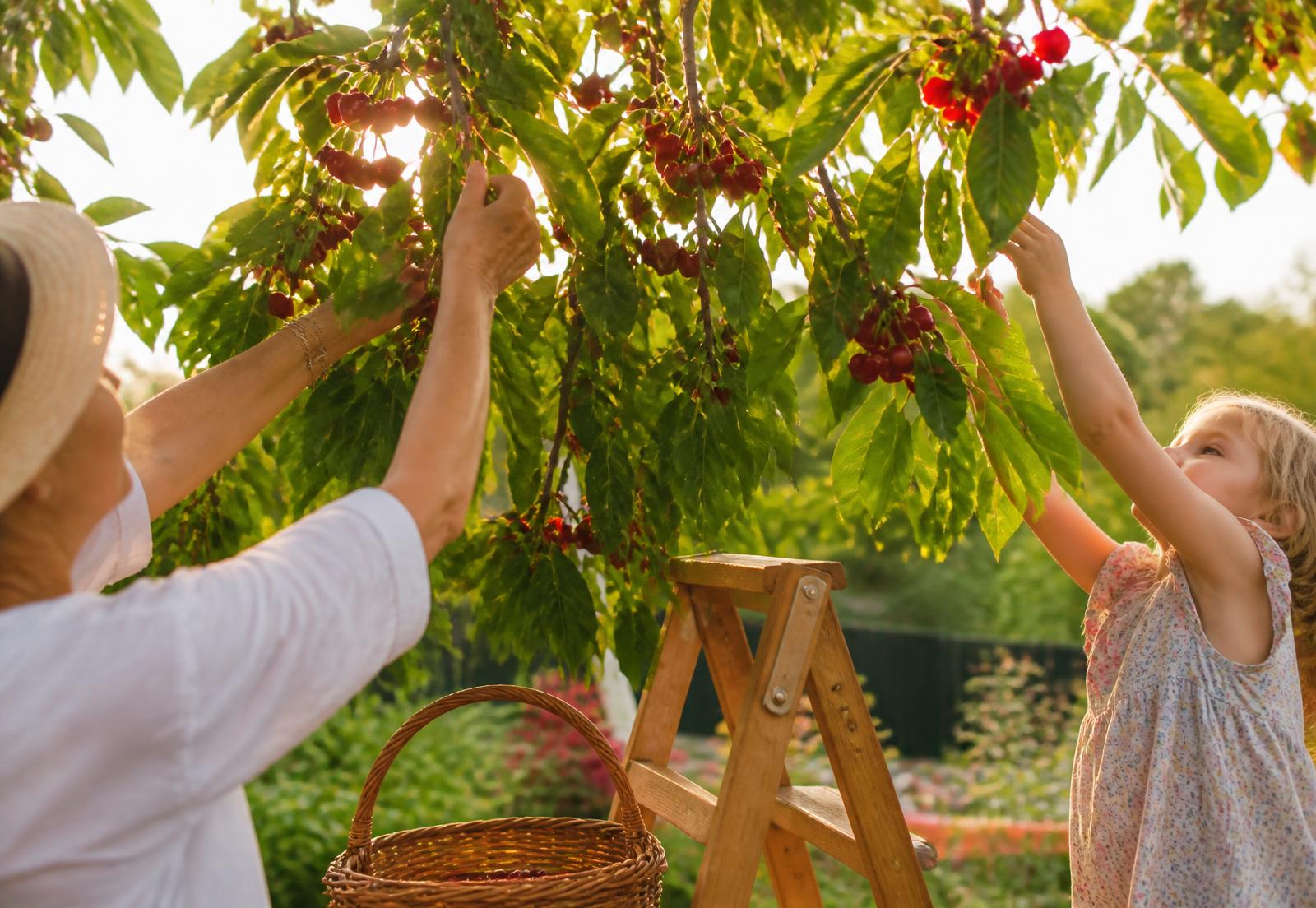 A grandmother and child picking ripe cherries from a garden tree